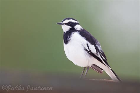 African Pied Wagtail Motacilla Aguimp Photo Call And Song