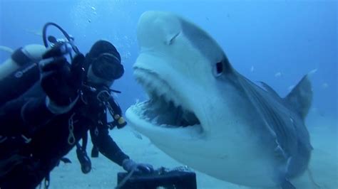 Gopro Petting A Tiger Shark Youtube