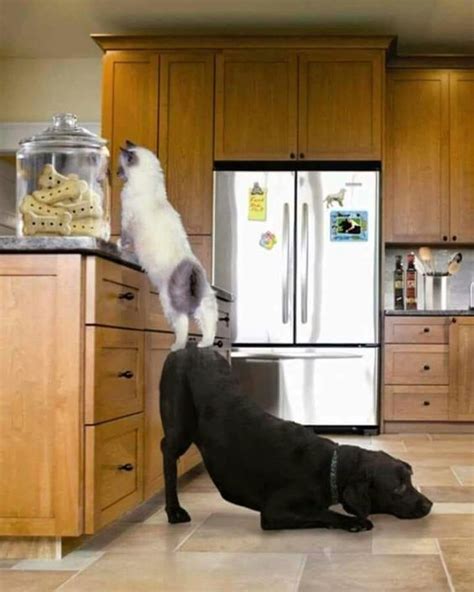 20+ Hilarious Times Animals Mastered the Art of Teamwork - Small Joys