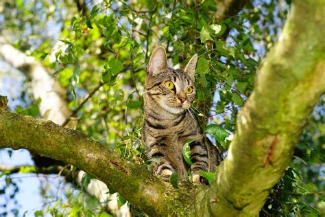 Black and Brown Himalayan Cat Close Up Photography · Free Stock Photo