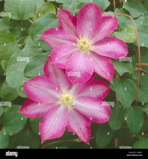 Clematis `asao Patens Group Cle014706 Stock Photo Alamy