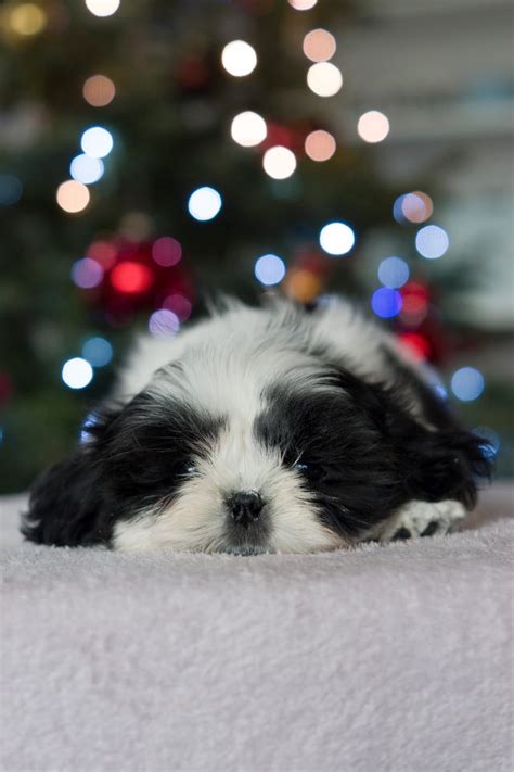 Shih Tzu ZKwP Suczka Shih Tzu Z Rodowodem ZKwP FCI Wojkowice OLX Pl