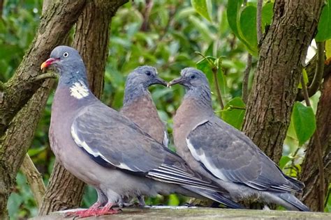 Recette de grand mère pour faire fuir les pigeons assurément If Magazine