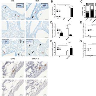 Staining and localization of mast cells in pulmonary sections from... | Download Scientific Diagram