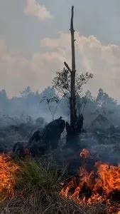 Karhutla Mulai Marak Di Sumsel Puluhan Hektare Lahan Terbakar Dalam Sehari