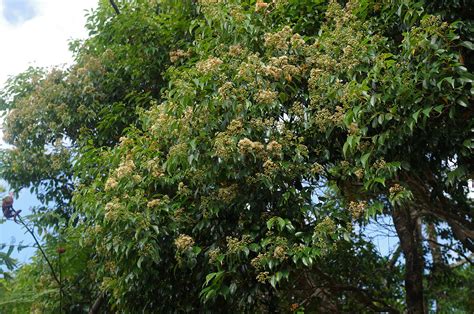 Syzygium Pallidum Myrtaceae Image 222842 At PhytoImages Siu Edu