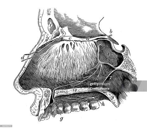 Antique Medical Scientific Illustration Highresolution Nose Section