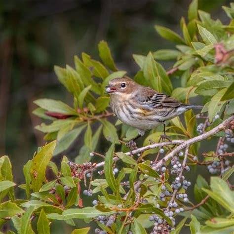 11 Best Native Shrubs for Texas Gardens 2023 [Updated] - Pond Informer