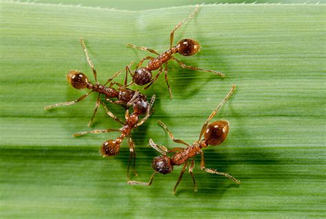 European Fire Ant Control: Facts & Removal