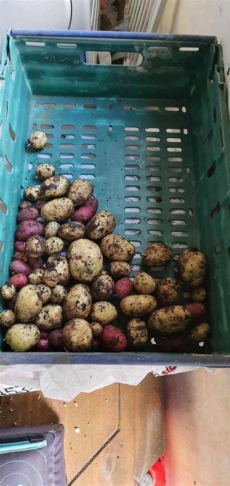 My first potato harvest! 15lbs! : r/gardening