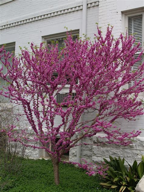 Cercis Chinensis Don Egolf A Photo On Flickriver