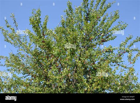 Wild cherry plum Stock Photo - Alamy