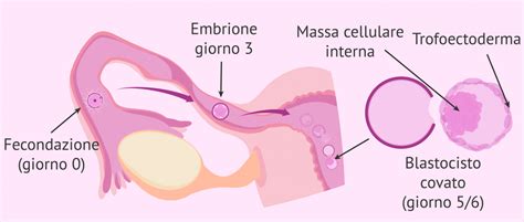 Sviluppo E Impianto Dell Embrione Nell Utero