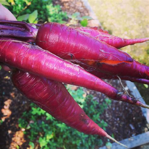 Purple carrots Purple Carrot, Edible Garden, Carrots, Gardens, Growing, Vegetables, Food ...