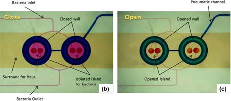 Microfluidic Model For Co Culture Of Epithelial Cells And Bacteria A