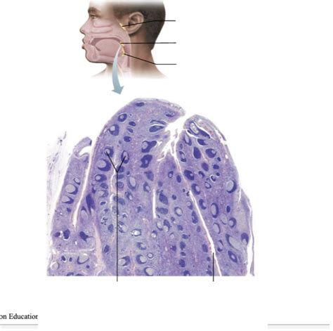 Histology of palatine tonsils diagram Diagram | Quizlet