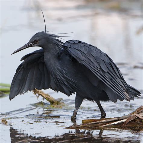 Black Heron Egretta Ardesiaca At Marievale Nature Reserv Flickr