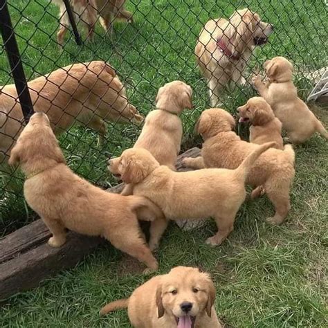 Og Oszenie Urocze Szczeni Ta Golden Retriever Do Adopcji Kategoria