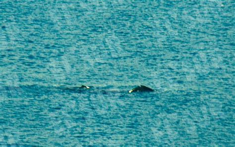 Avistan Ballenas Jorobadas En Acapulco El Sur Acapulco Suracapulco I