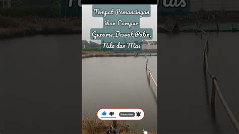 Tempat Pemancingan Ikan Babon Semua Dan Ikan Campur Gurame Bawal Mas