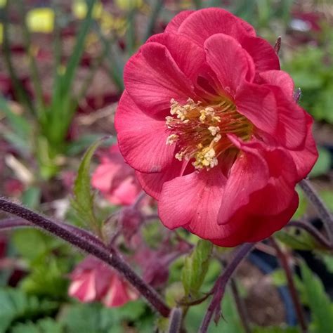 Geum Flames Of Passion Avens Flames Of Passion In Gardentags Plant