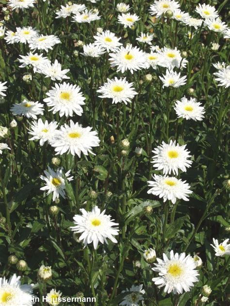 Leucanthemum X Superb Wirral Supreme Gef Llte Sommer Margerite