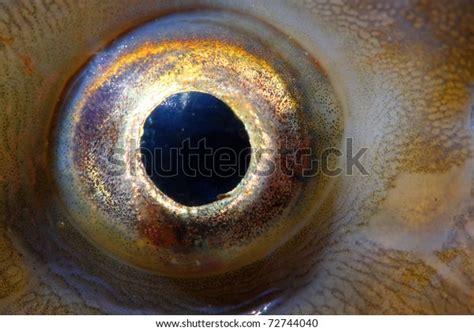 Fish Eye Close Stock Photo (Edit Now) 72744040