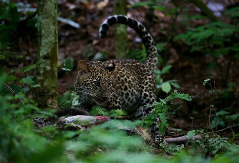 Video Rare Encounter Amateur Photographers Capture Stunning Images