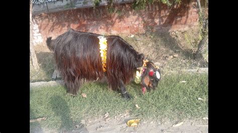 Pahari Bakra Beautiful Pahari Bakra In Punjab Bakra For Bakra Eid