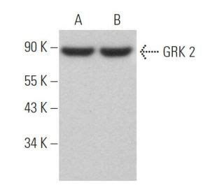 Grk Antibody C Western Blotting Image