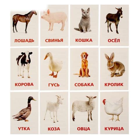 Домашние животные картинки для детей карточки