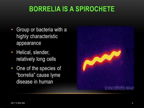 Lyme Disease Borrelia Ppt Download