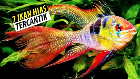 Jenis Ikan Hias Air Tawar Tercantik Yang Dapat Kamu Pelihara Di