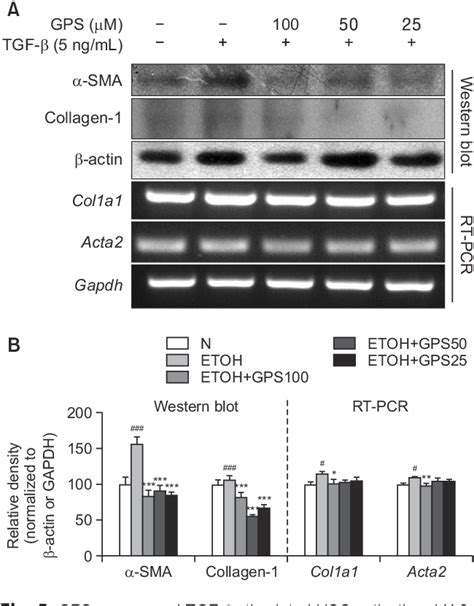 PDF Gentiopicroside Ameliorates The Progression From Hepatic