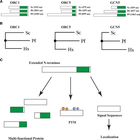 Frontiers Targeting Proteases And Proteolytic Processing Of Unusual N