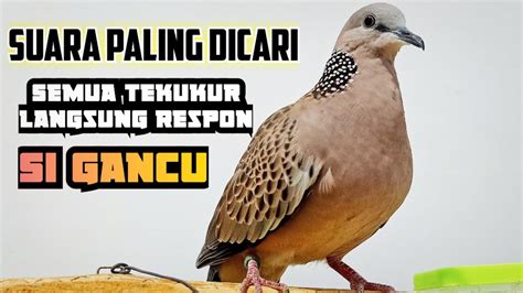 Pancingan Suara Burung Tekukur Paling Ampuh MP 3 YouTube