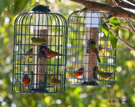 Bird Feeding Tips Tropical Audubon Society