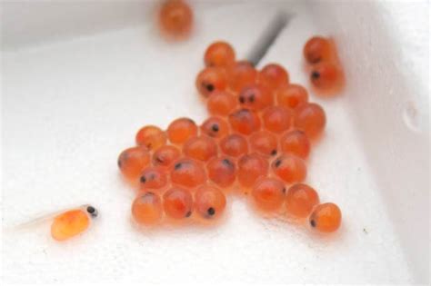 Rainbow Trout Lifecycle It Starts With A Tiny Egg Goatsbridge Trout