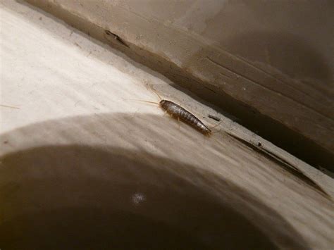 5 Signs of Silverfish Infestation - Phantom Pest Control Vancouver ...