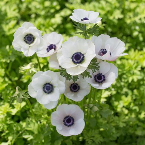 Anemone Black And White Flower Farm Flowers Anemone Flower