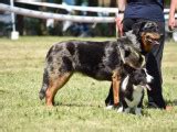 Du Mont Des Croisettes Levage De Beauceron Loos En Gohelle