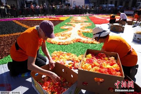 打造鲜花盛宴 比利时民众“编织”巨型花毯 搜狐大视野 搜狐新闻