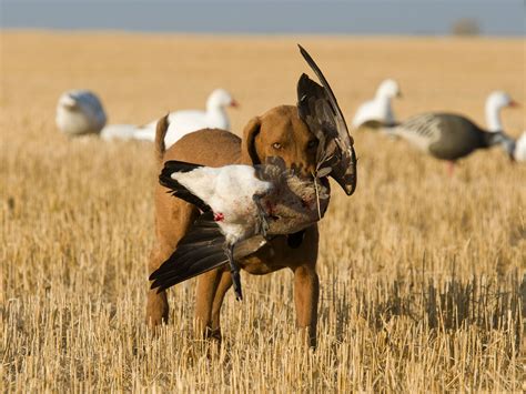 Colorado Goose Hunting - Longmeadow Game Resort