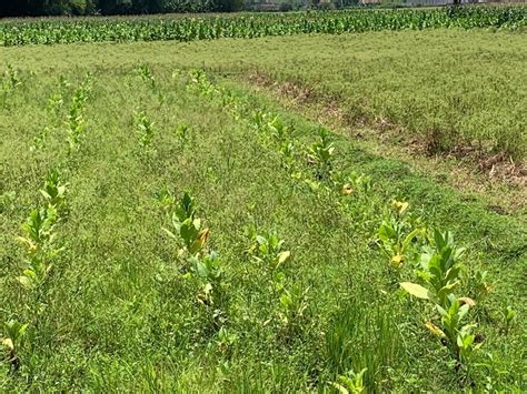 Petani Bojonegoro Sumringah Harga Tembakau Tembus Rp Ribu Per Kg