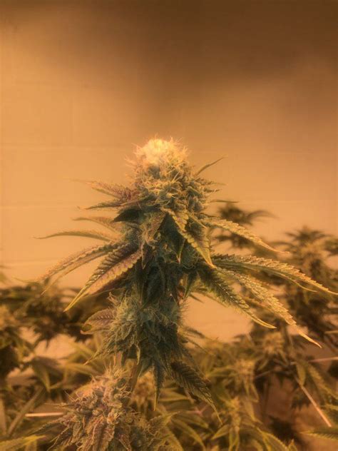 White Fluffy Bud Thcfarmer Cannabis Cultivation Network