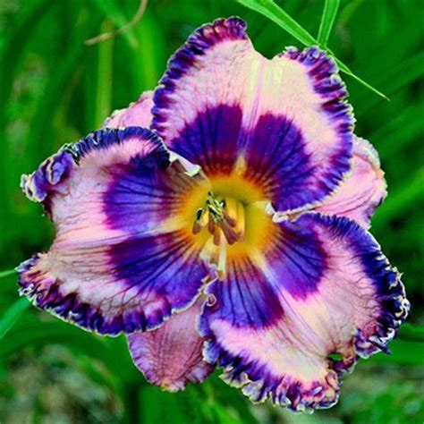 Daylily Bulbs Daylily Bulbs Beautify Daylily Bulbs For Planting Daylily