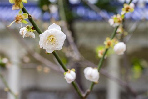 Premium Photo Beautiful White Peach Blossom Close Up