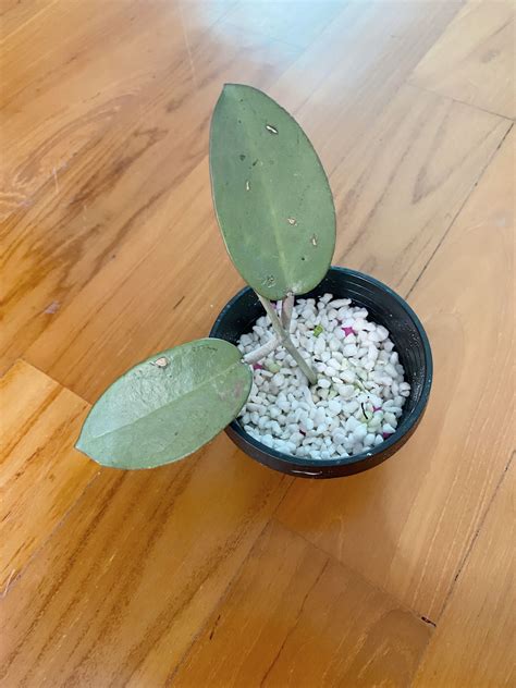 Rare Hoya Silver Dollar Furniture And Home Living Gardening Plants