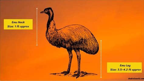 Emu Size Explained: Comparison With Ostrich & Human