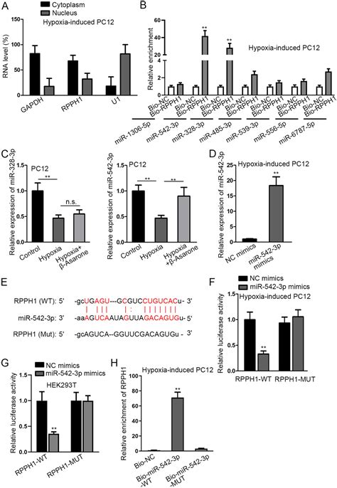 β Asarone Protects Pc12 Cells Against Hypoxia Induced Injury Via